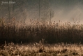 081_Biebrza - kwiecien 2012